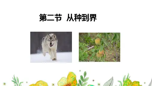 【课件】第二节  从种到界