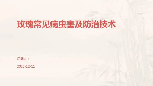 玫瑰常见病虫害及防治技术