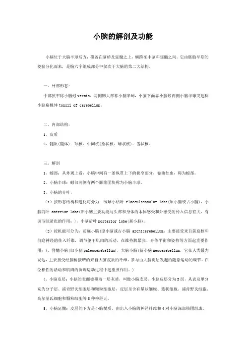 小脑的解剖及功能