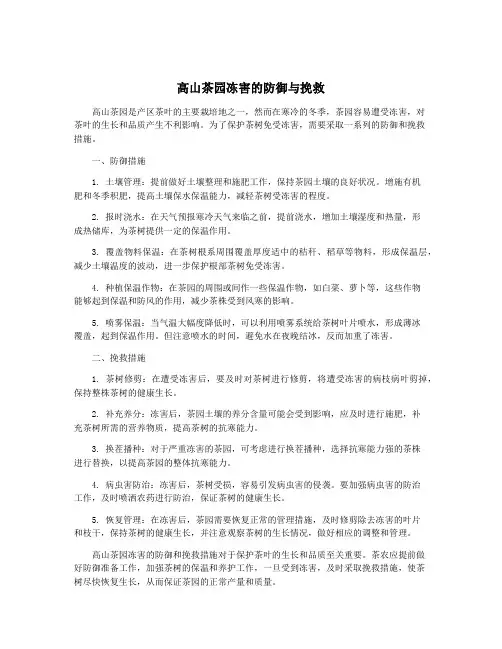 高山茶园冻害的防御与挽救