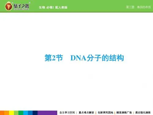 DNA的结构