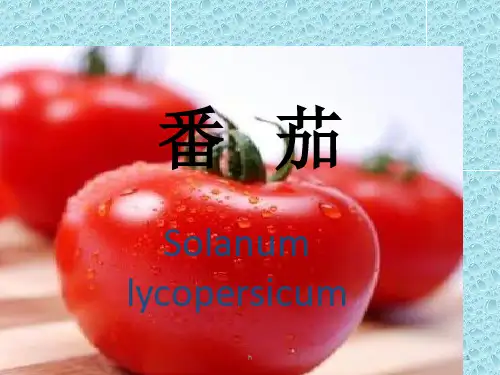 《番茄简介》PPT课件