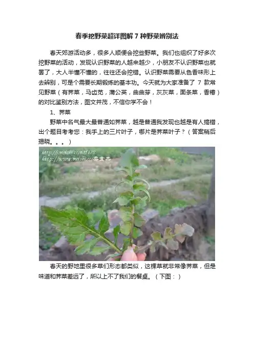 春季挖野菜超详图解7种野菜辨别法
