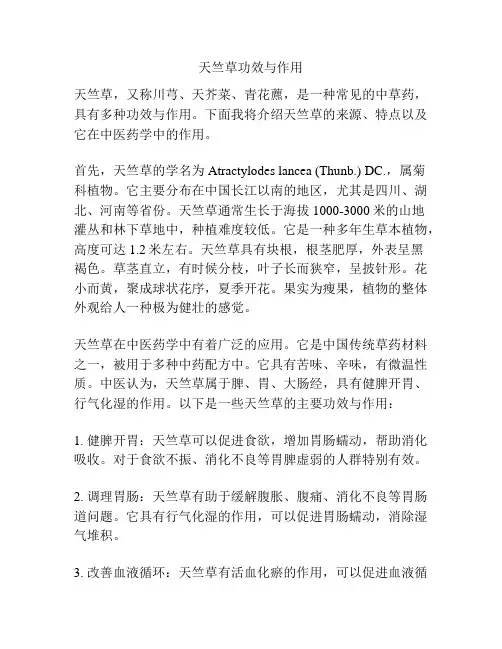 天竺草功效与作用