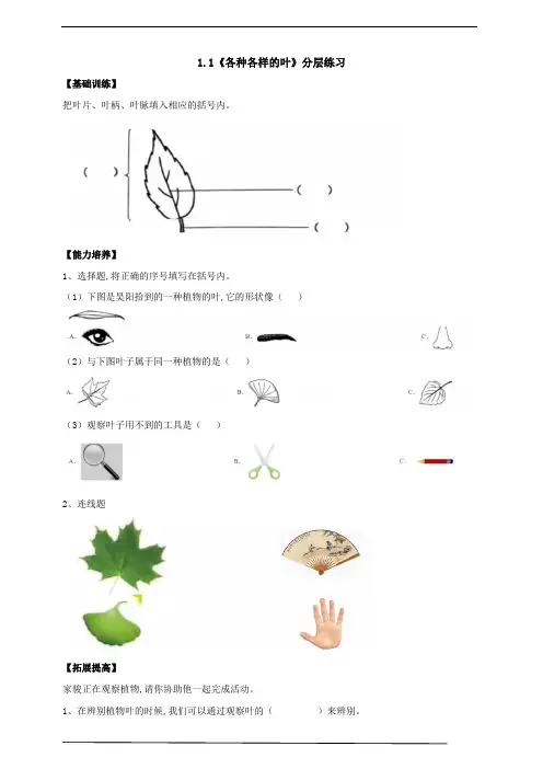 人教鄂教版小学科学一年级科学下册 《各种各样的叶》分层练习(含答案)