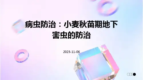 病虫防治：小麦秋苗期地下害虫的防治