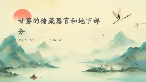 甘薯的储藏器官和地下部分