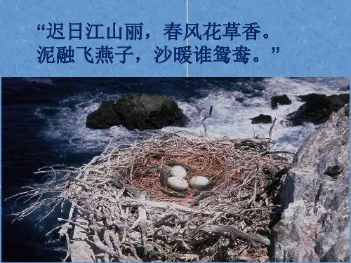 第四节鸟的生殖和发育