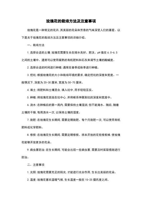 玫瑰花的栽培方法及注意事项