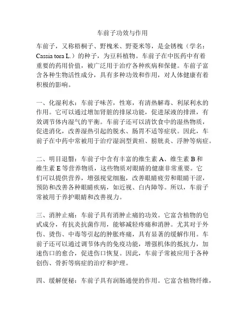 车前子功效与作用