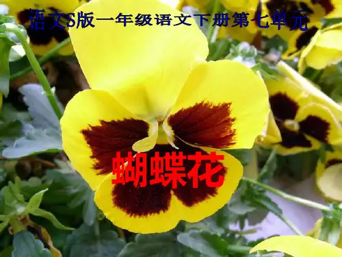 蝴蝶花PPT(语文S版)PPT课件