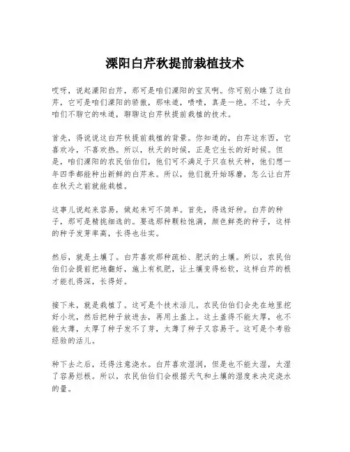 溧阳白芹秋提前栽植技术