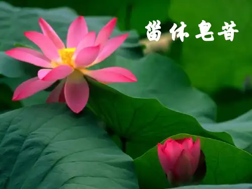 甾体皂苷.ppt