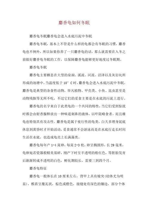 麝香龟如何冬眠