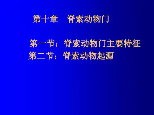 脊索概述课件
