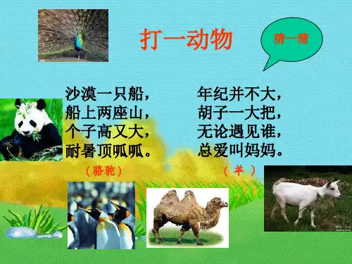 骆驼和羊PPT