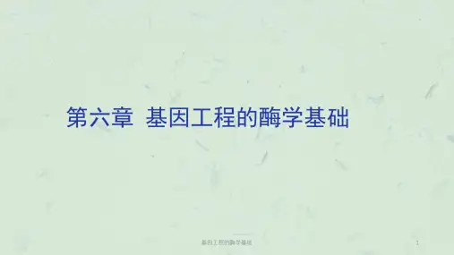 基因工程的酶学基础课件