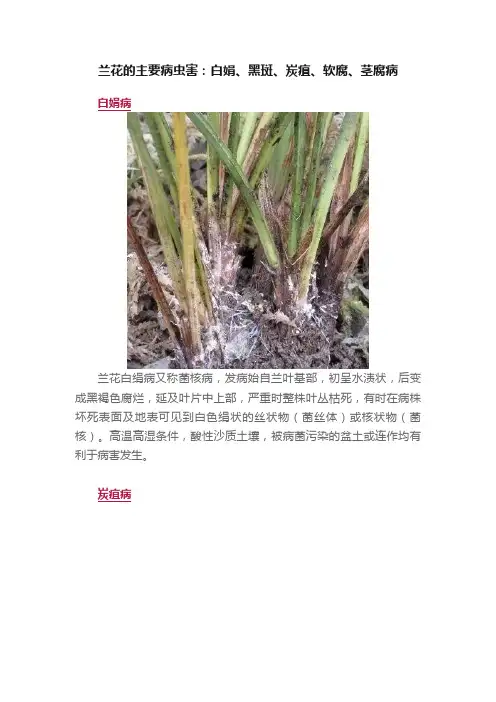 兰花的主要病虫害：白娟、黑斑、炭疽、软腐、茎腐病