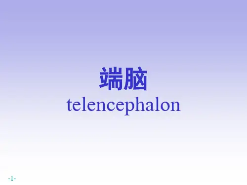 系统解剖学课件：端脑