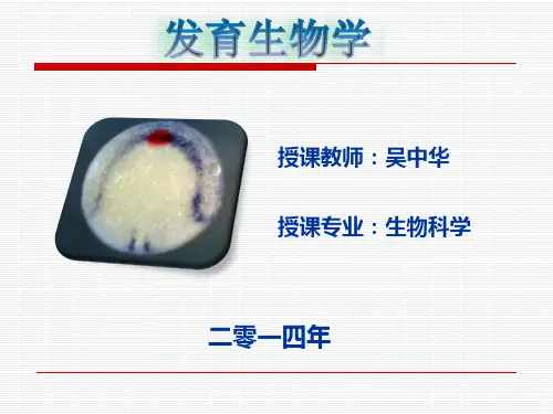 第十二章神经嵴的形成与神经系统发生分析