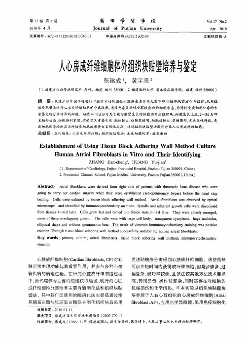 人心房成纤维细胞体外组织块贴壁培养与鉴定