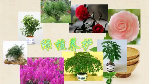 绿植养护