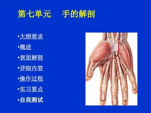 手的解剖
