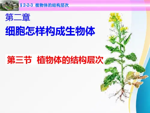 【七年级生物】植物体的结构层次