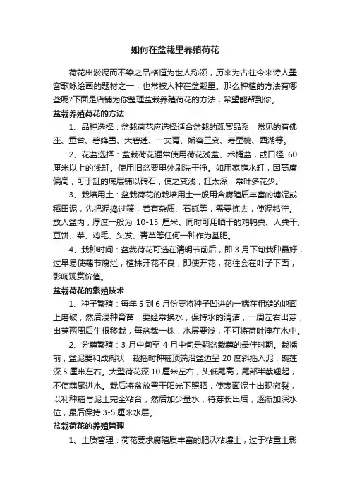 如何在盆栽里养殖荷花