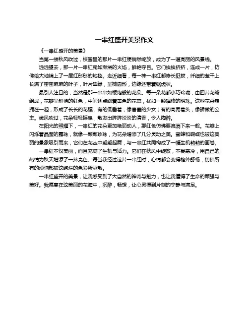 一串红盛开美景作文