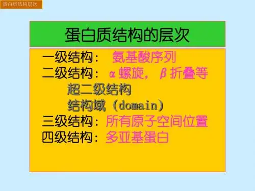 蛋白质的结构层次