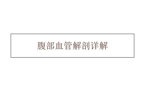 腹部血管解剖