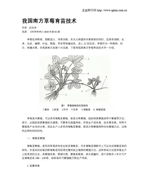 我国南方草莓育苗技术