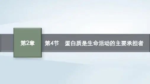 新教材高中生物第2章组成细胞的分子第4节蛋白质是生命活动的主要承担者课件新人教版必修1