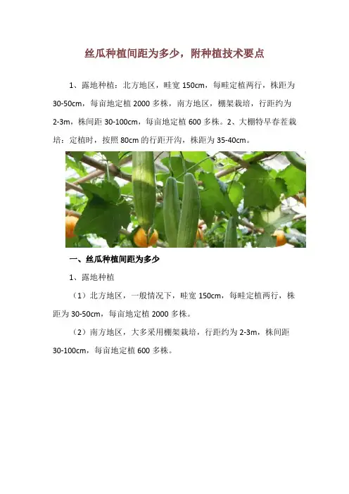 丝瓜种植间距为多少,附种植技术要点