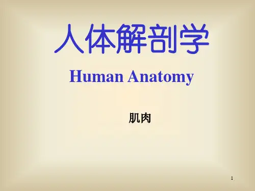 肌肉医学解剖