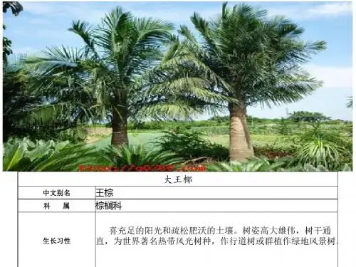深圳广场园林植物简介 hu