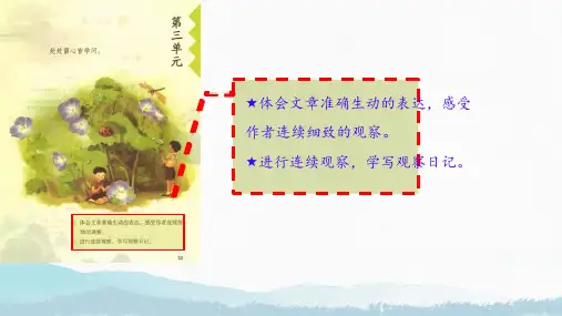 10 爬山虎的脚 课件(共34张PPT)