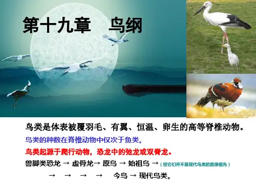 第19章 鸟纲