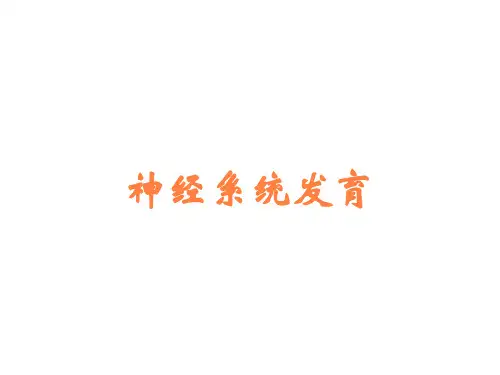 神经系统发育