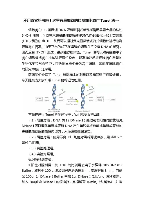 不用看实验书啦！这里有最细致的检测细胞凋亡Tunel法~~