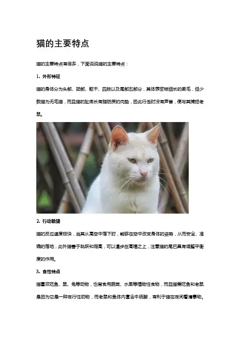 猫的主要特点