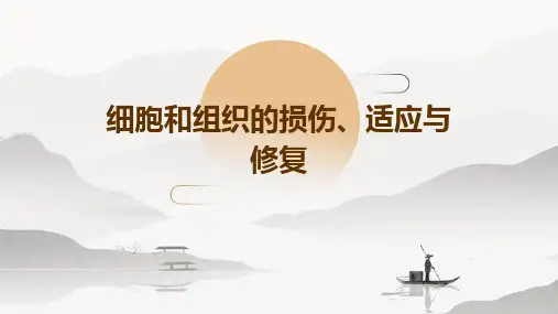 细胞和组织的损伤、适应与修复