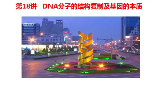 高三一轮复习生物：DNA分子的结构、复制及基因的本质课件