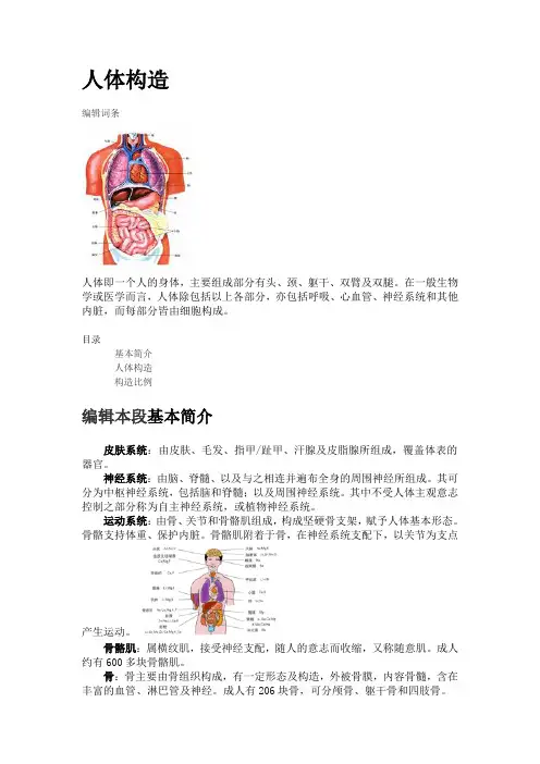 人体构造图