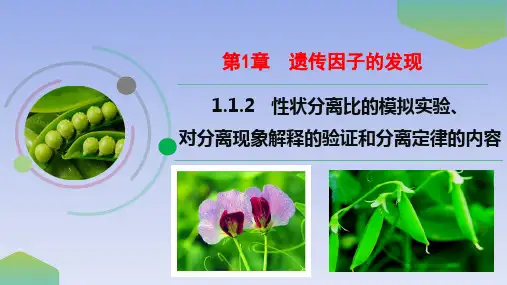 【公开课】性状分离比的模拟实验、对分离现象解释的验证和分离定律的内容课件人教版必修2