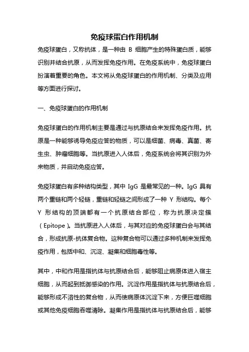 免疫球蛋白作用机制