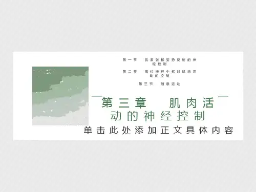 肌肉活动的神经控制