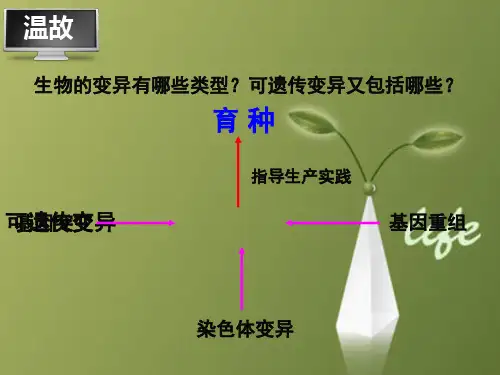 课件：杂交育种-2015