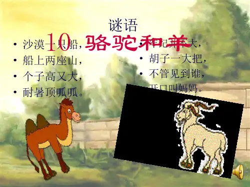 《骆驼和羊》(共29张PPT)